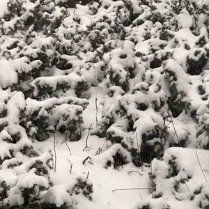 Meet your Posher, Dora